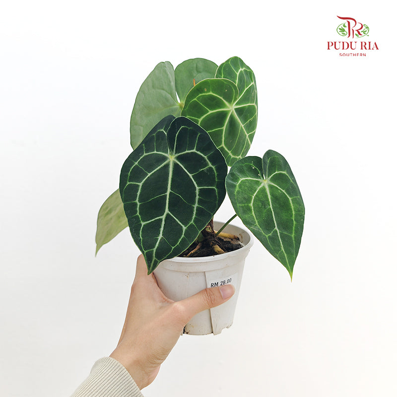 Anthurium Crassinerrium