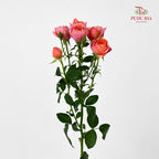 Rose Spray Apricot Juice Terrace - (8-10 Stems)