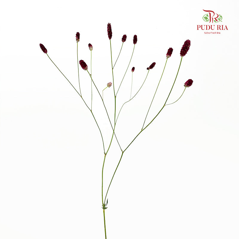 Sanguisorba 地榆 - (10 Stems)
