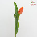 Tulip Curly Orange 流苏郁金香 - (8-10 Stems)