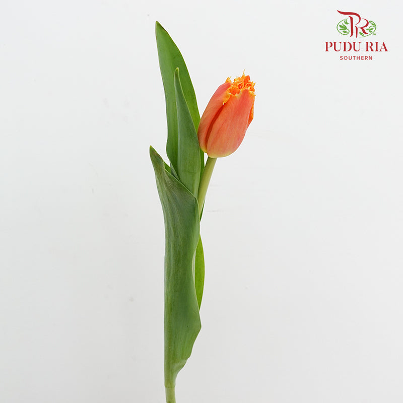 Tulip Curly Orange 流苏郁金香 - (8-10 Stems)