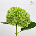 Hydrangea Green 绣球花 - (Per Stem)