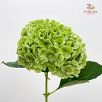 Hydrangea Green 绣球花 - (Per Stem)