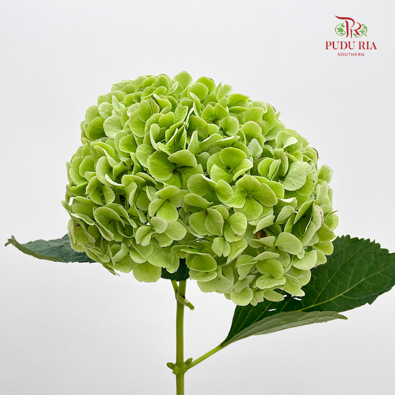 Hydrangea Green 绣球花 - (Per Stem)