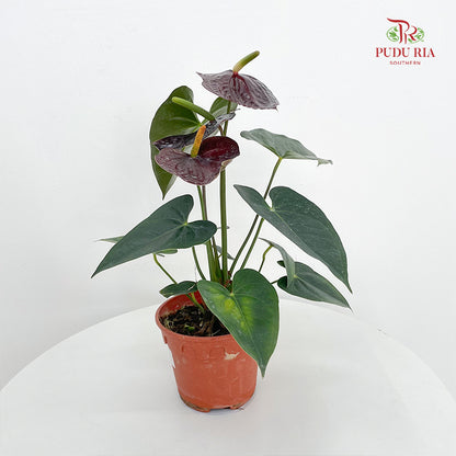 Anthurium Mix - Brown