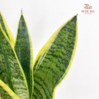 Sansevieria Superba P90