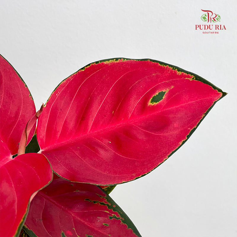 Aglaonema Eastern Red