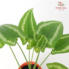 Schismatoglottis Wallichii - Pudu Ria Florist Southern