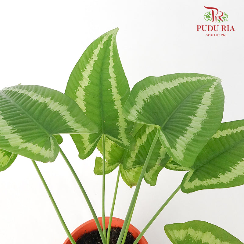 Schismatoglottis Wallichii - Pudu Ria Florist Southern
