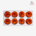 8 Bloom Preservative Rose - Light Orange