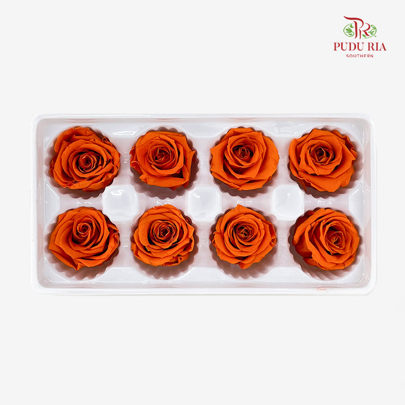 8 Bloom Preservative Rose - Light Orange