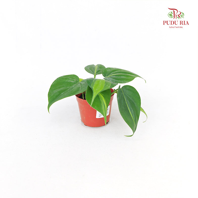 Philodendron Scandens Variegated