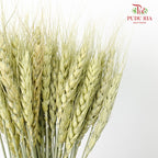 Dry Wheatgrass - Green - Pudu Ria Florist Southern