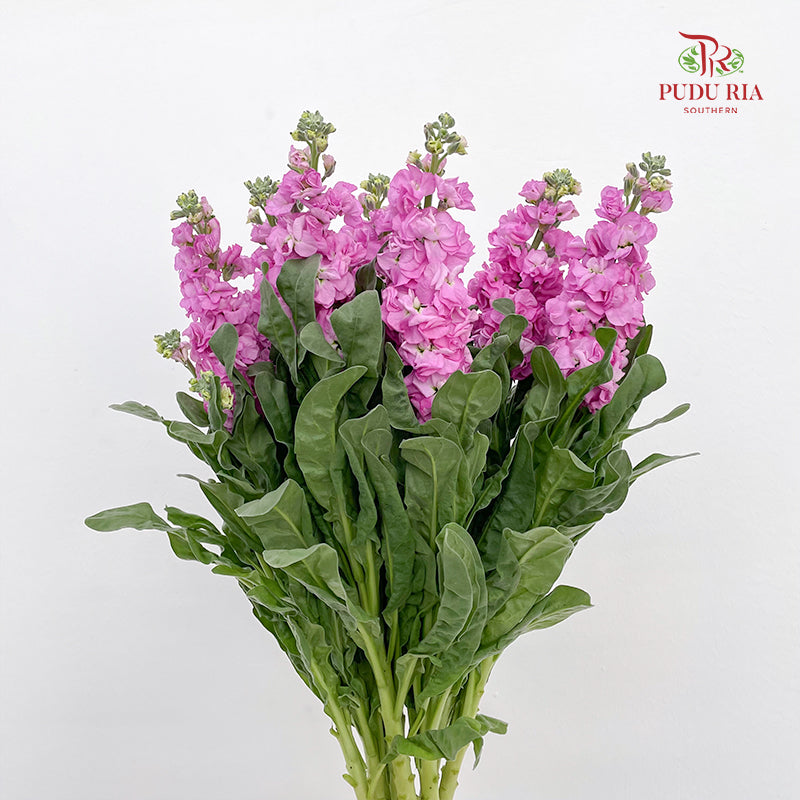 Matthiola Pink 紫罗兰 - (Per Bundle)