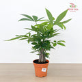 Pachira Multi P12CM