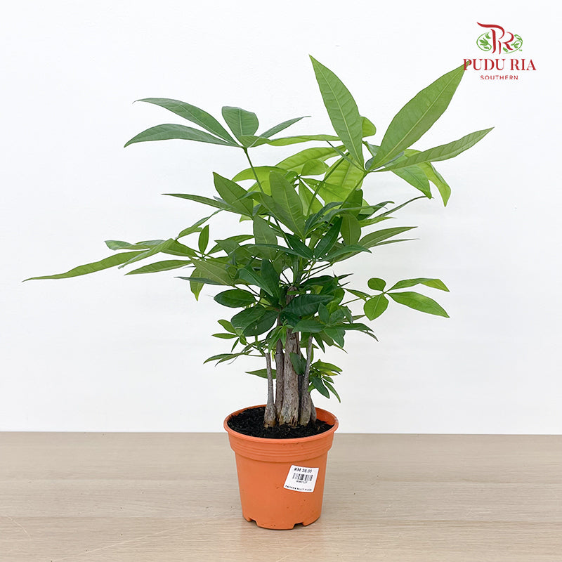 Pachira Multi P12CM