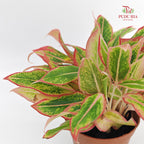 Aglaonema Siam Aurora