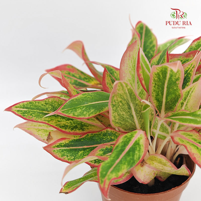 Aglaonema Siam Aurora