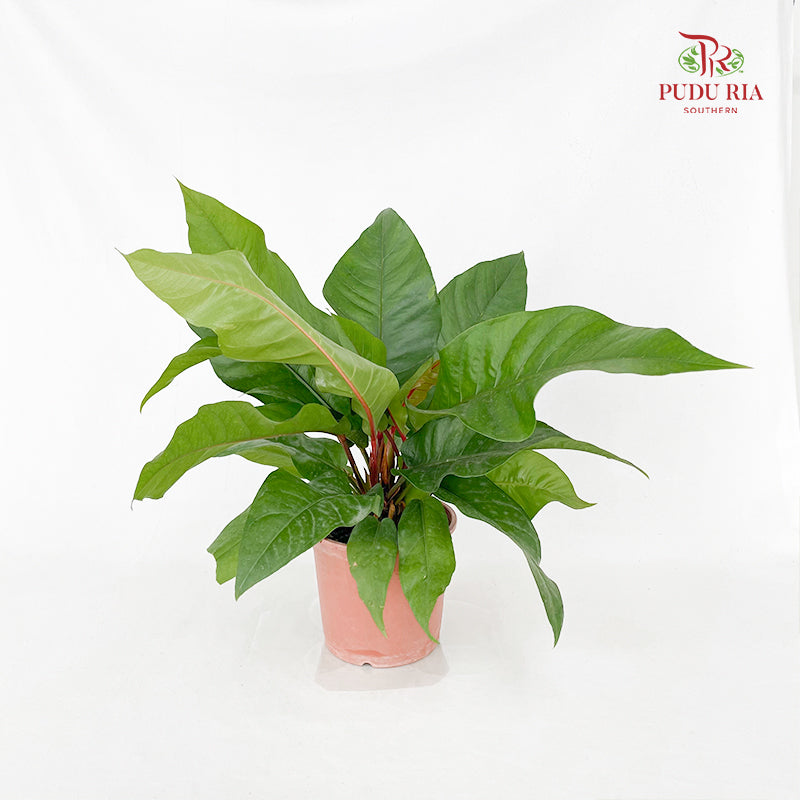 Anthurium Crassinervium (Jungle Bush)
