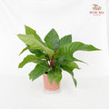 Anthurium Crassinervium (Jungle Bush)
