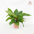 Anthurium Crassinervium (Jungle Bush)