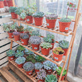 Succulent Mixed (Big)