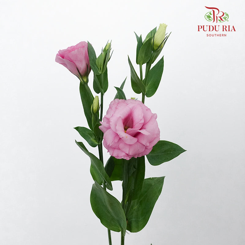 Eustoma  Pink (12-15 Stems) - Pudu Ria Florist Southern