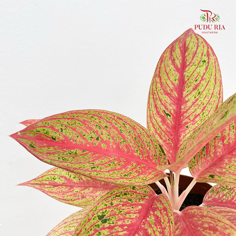 Aglaonema Star Shining Gold