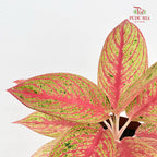 Aglaonema Star Shining Gold
