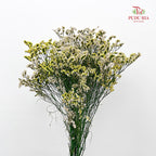 Dry Caspia - White/Yellow