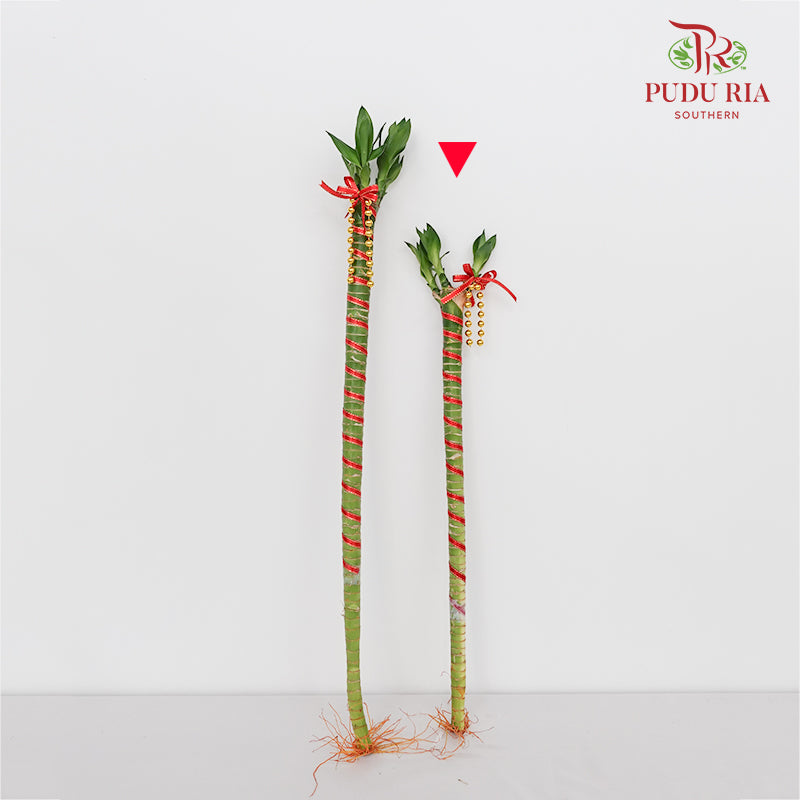 Dragon Head Bamboo With Deco - 龙头竹