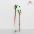Dragon Head Bamboo With Deco - 龙头竹