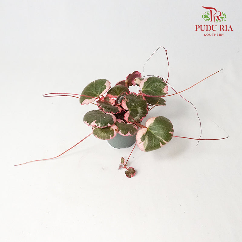 Saxifraga Stolon Tricolour - Pudu Ria Florist Southern
