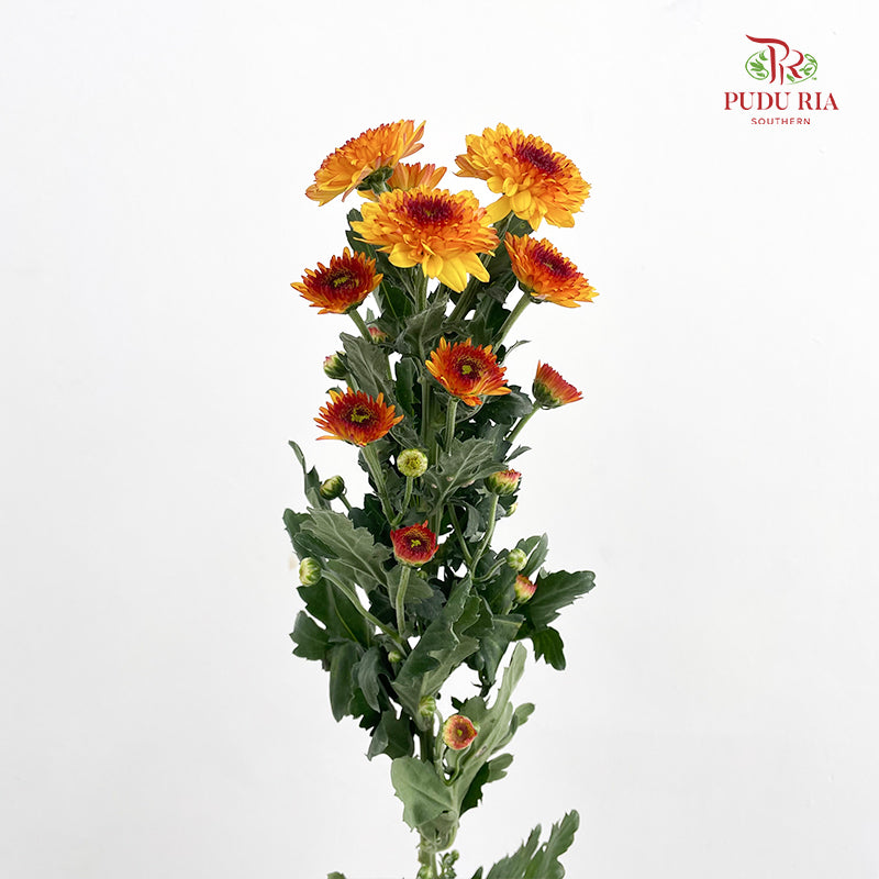 Chrysanthemum Pompom Brown/Yellow 4 布鲁诺成小菊 - (10-12 Stems)