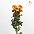 Chrysanthemum Pompom Brown/Yellow 4 布鲁诺成小菊 - (10-12 Stems)