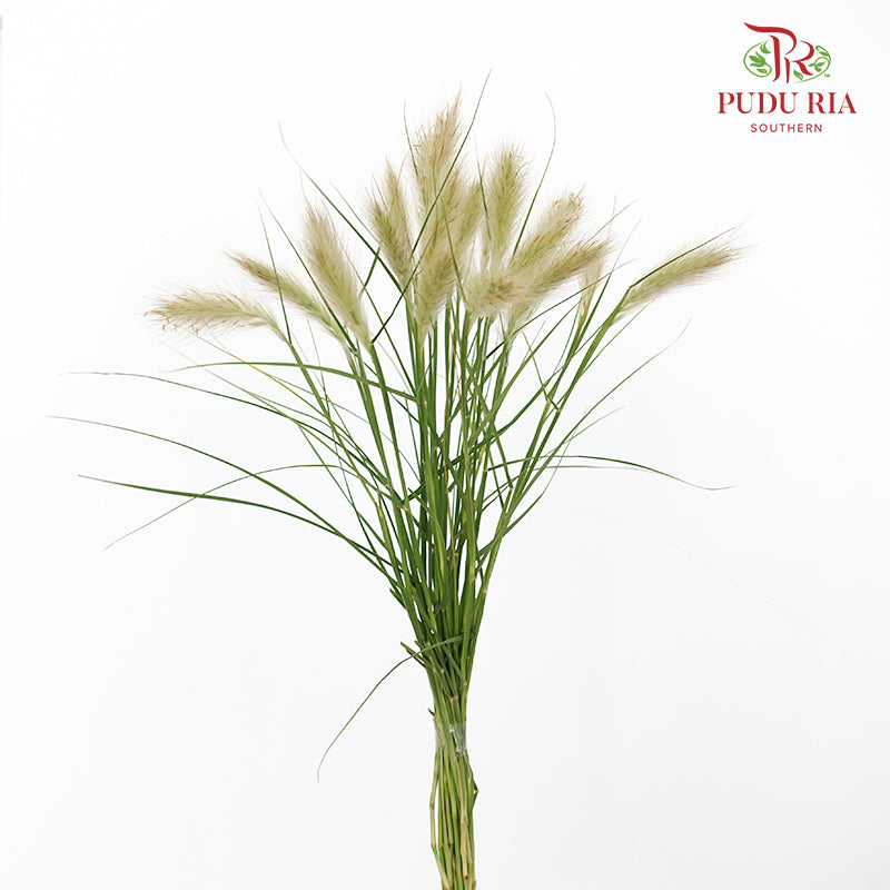 Pennisetum - (Per Bundle)