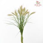 Pennisetum - (Per Bundle)
