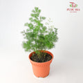 Asparagus Plumosus Nanus - Pudu Ria Florist Southern