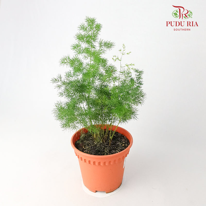 Asparagus Plumosus Nanus - Pudu Ria Florist Southern