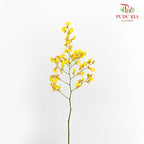 Dancing Lady / Golden Shower (M) - (Per Bundle)