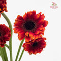 Gerbera Mini Red/Orange 非洲菊 - (8-10 Stems)