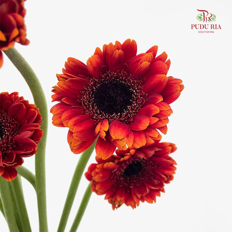 Gerbera Mini Red/Orange 非洲菊 - (8-10 Stems)