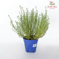 Thyme - Pudu Ria Florist Southern