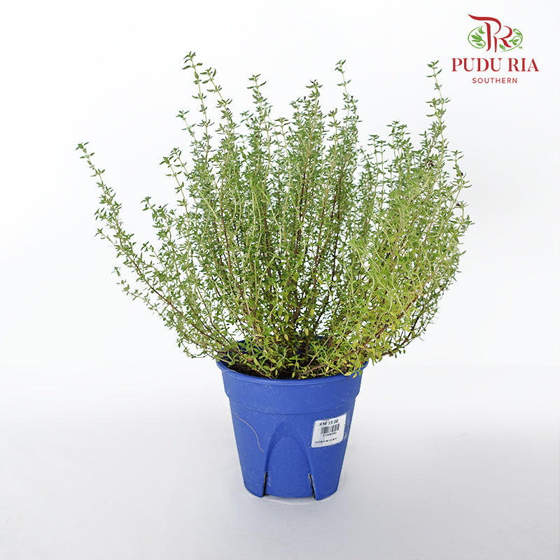 Thyme - Pudu Ria Florist Southern