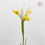 Iris Yellow - (5 Stems)