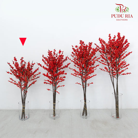 Ilex Purpurea Hassk Red (70cm) - (5 Stems)