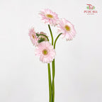 Gerbera Mini Crespo - (5 Stems)