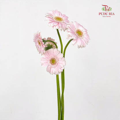 Gerbera Mini Crespo - (5 Stems)