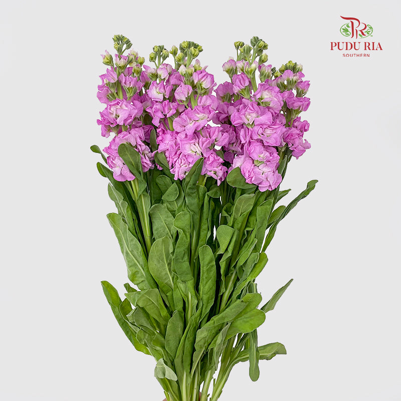 Matthiola Pink - (10 Stems)