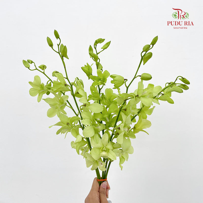 Dendrobium Orchid Green (L) - (5 Stems)